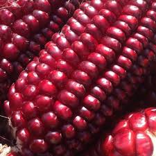 Red Corn Farms